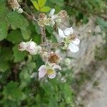 Rubus discolor Fleur