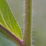 Erigeron atticus Ekosanga