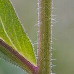 Erigeron atticus Кора