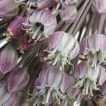Allium commutatum 花