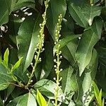 Prunus lusitanica 花