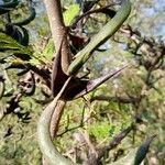 Vachellia cornigera Corteza