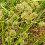 Cyperus difformis Fula