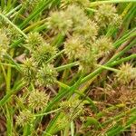 Cyperus difformis Kvet