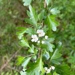 Crataegus laevigataFolio