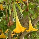 Brugmansia versicolor Blomst