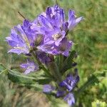 Campanula spicata Flor