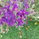 Salvia viridis Flower