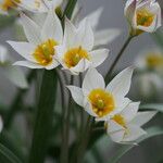 Tulipa biflora Virág