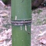 Phyllostachys nigra Casca