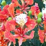 Delonix regia Blüte