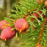 Picea abiesFruit