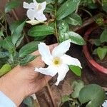 Mandevilla laxaBlodyn