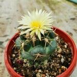 Coryphantha elephantidens Ліст