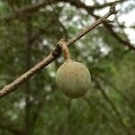 Commiphora mollis Fruto