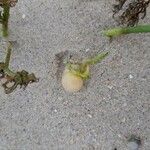 Solanum triflorum Fruit