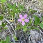 Sabatia campestris Flower