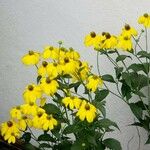 Rudbeckia laciniata 整株植物