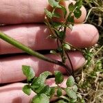 Cardamine pratensis Levél