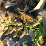 Crotalaria retusa Ffrwyth