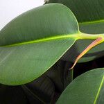 Ficus elastica Folha