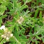 Teucrium montanum Frunză