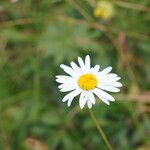 Leucanthemum heterophyllum 花