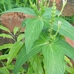 Spigelia anthelmia Leaf