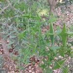 Colletia paradoxa Лист