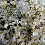 Saxifraga hypnoides Квітка