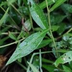 Symphyotrichum novi-belgii Blatt