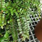 Hemionitis rotundifolia
