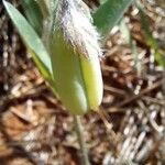 Crotalaria sagittalis Froito