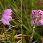 Erica tetralix Flors