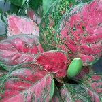 Aglaonema commutatumLeaf