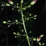 Scrophularia marilandica ശീലം