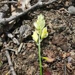 Polygala flavescens Blomma