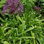 Allium cristophii Hàbitat