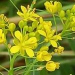 Rorippa austriaca Цветок