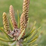 Pinus edulis Fruit