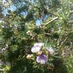 Psoralea pinnata Blatt