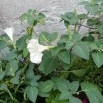 Datura wrightii Liść