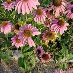 Echinacea angustifolia Квітка