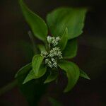 Chromolaena odorata Flor