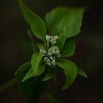 Chromolaena odorata Flower