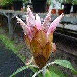 Rhododendron carstensense