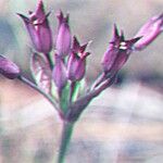 Allium peninsulare Blüte