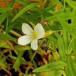 Gratiola officinalis Blüte