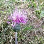 Cirsium acauleBlüte