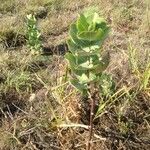 Asclepias latifolia ᱛᱟᱦᱮᱸ